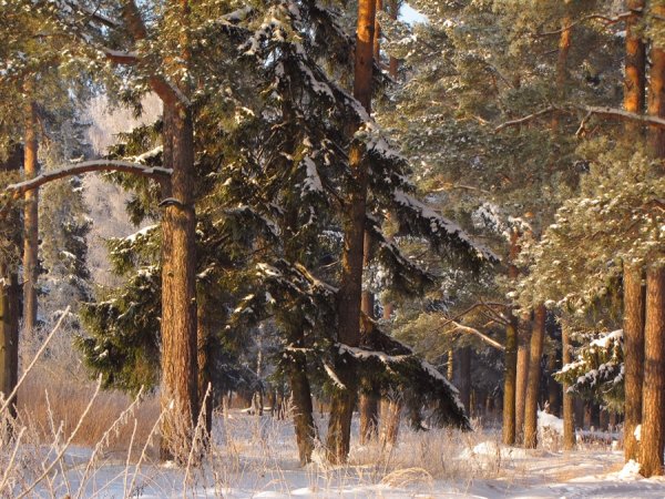 Иван Иванович Шишкин. «Лес зимой». 1884.