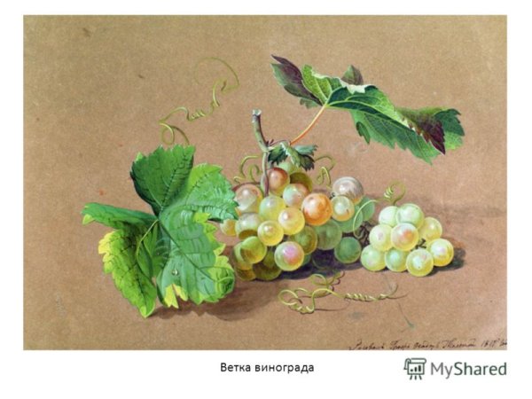 Федор толстой цветы фрукты птица