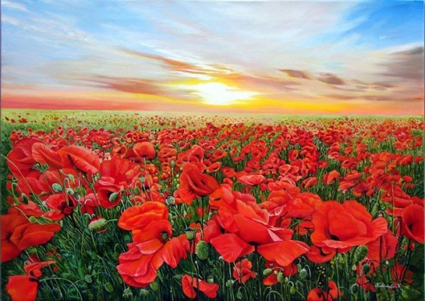 Пейнтбой картины поле маков Кабатова Надежда
