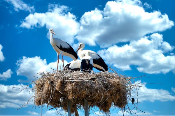 Иван Антонович тихий Аисты