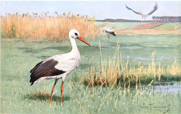 Иван Харченко художник