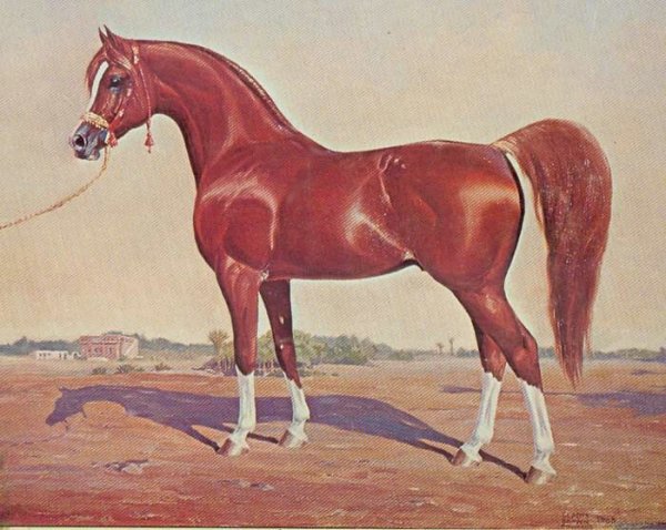 Чистокровный конь Теодор