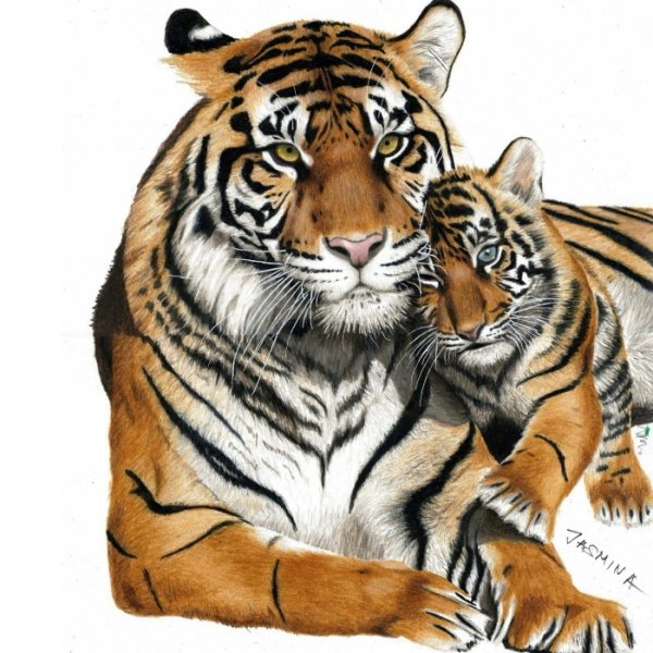 Поллианна Пикеринг тигр