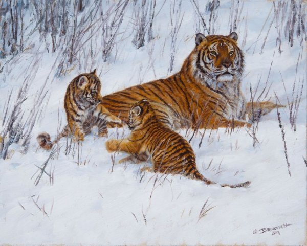 Тигр в тайге картина