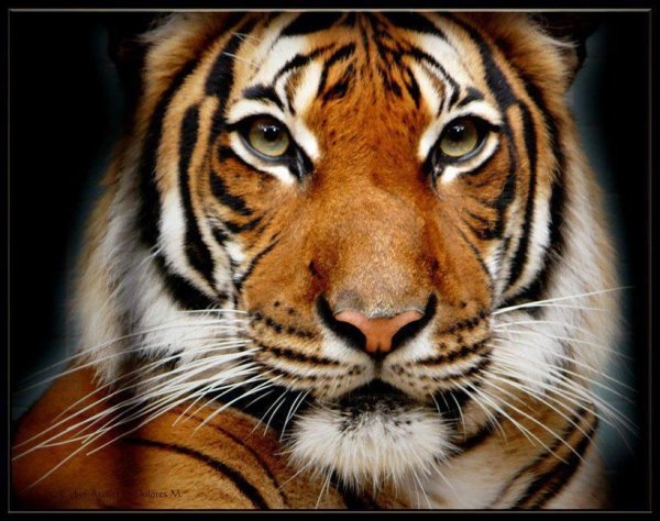 Бенгальский тигр под розовым деревом