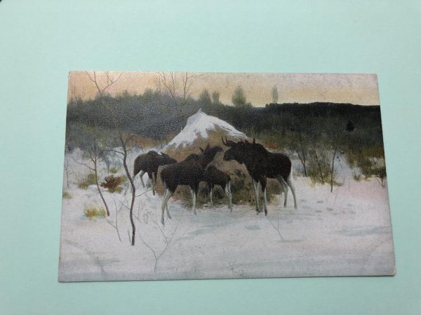 Алексей Степанов лоси