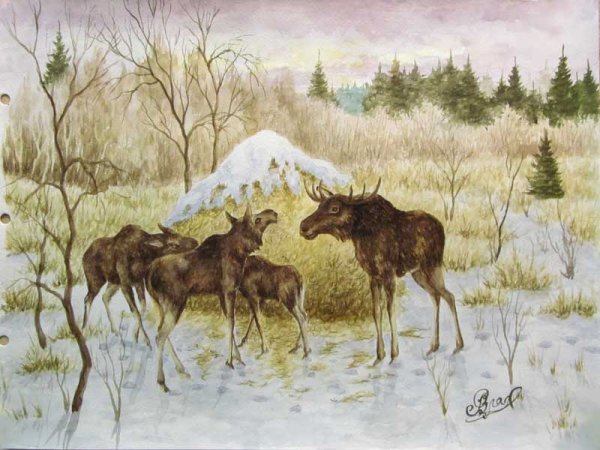 Алексей Степанов лоси