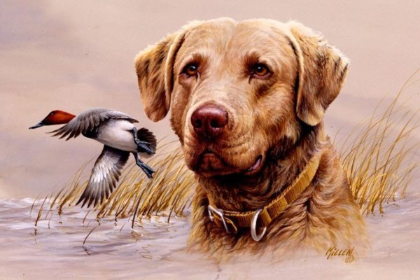 Джим Киллен собаки