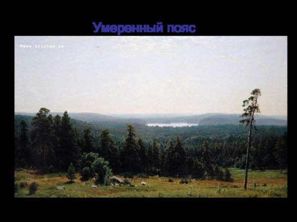 Шишкин Лесные дали описание