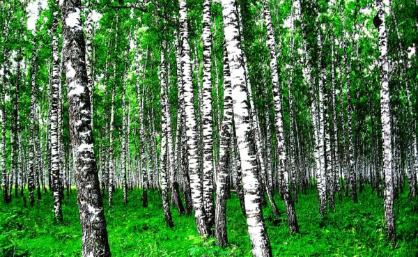 Березовая роща фото
