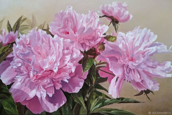 Пионы Чувашов Олег