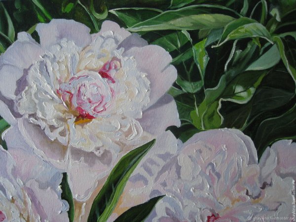 Поль Густав Фишер пионы