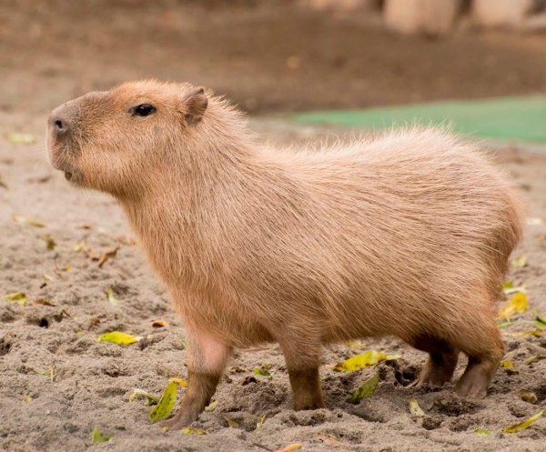 Южноамериканская капибара