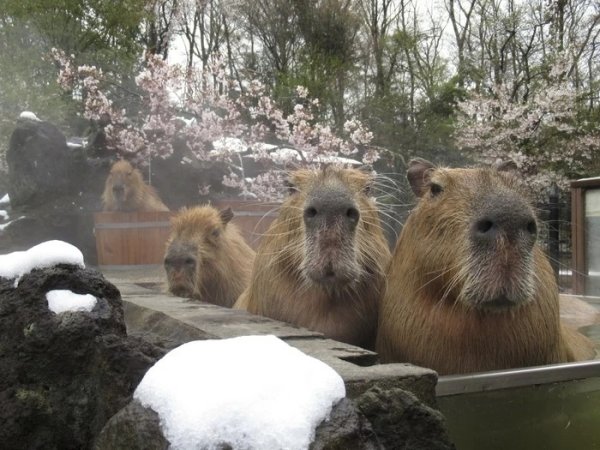 Крикет капибара