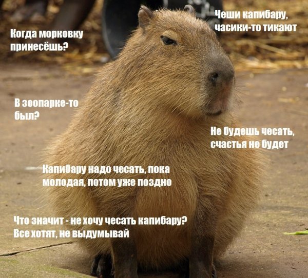 Капибара эндемик Северной Америки