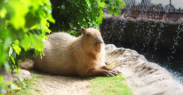Капибара плачет