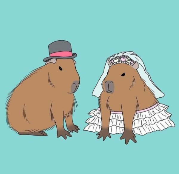 Большая морская Свинка капибара