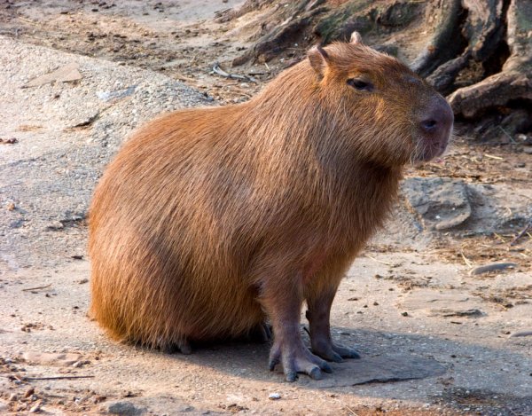 Самый большой грызун капибара