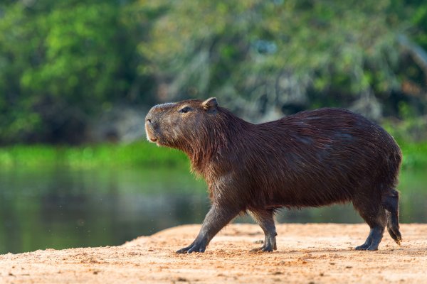 Водосвинка капибара