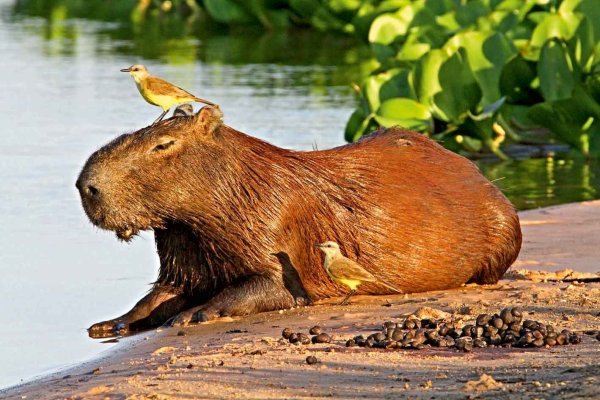 Капибара Будда