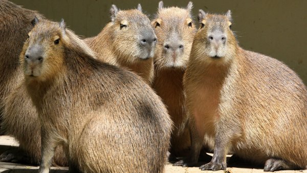 Жирная капибара