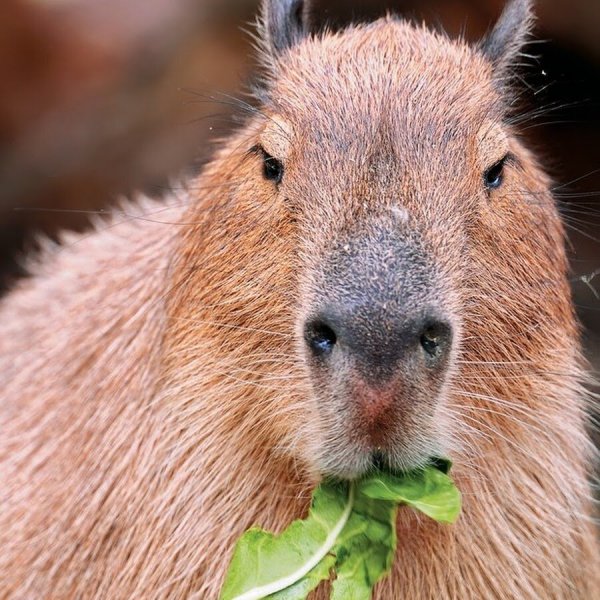 Спаривание Бобров