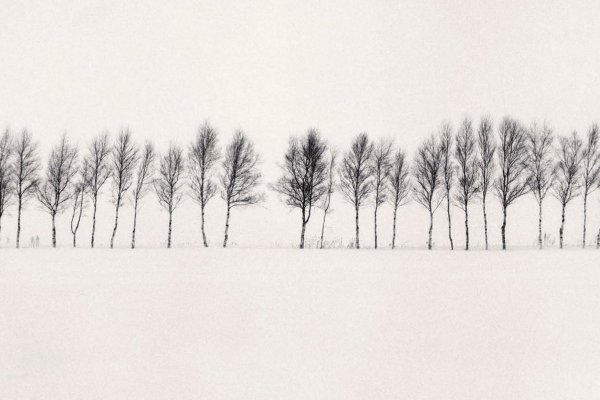 Майкл Кенна деревья