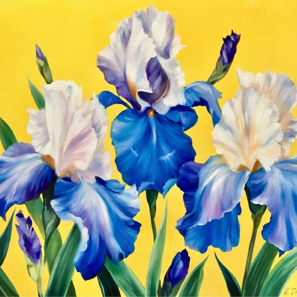 Ирисы Феликс Штейн