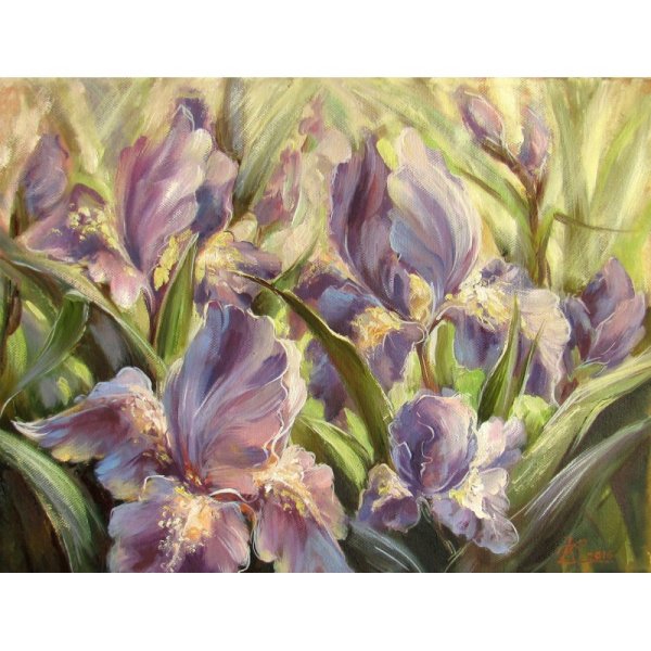 Дэрил Тротт ирисы