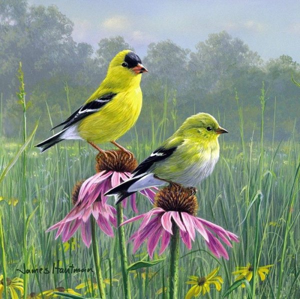 Художник James Hautman