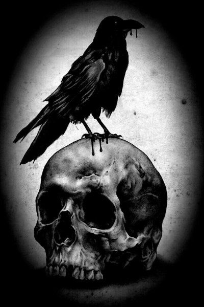 Череп птицы