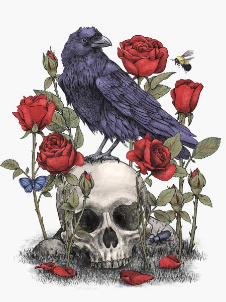Черный ворон на черепе