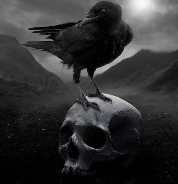 Ворон сидит на черепе