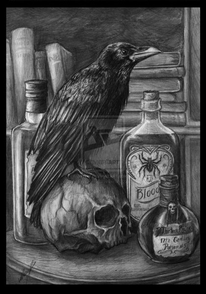 Череп вороны