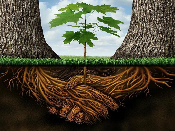 Корни дерева