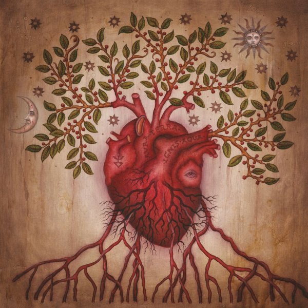 Картина корня и корневища