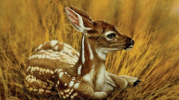 Карл Брендерс картины косуля