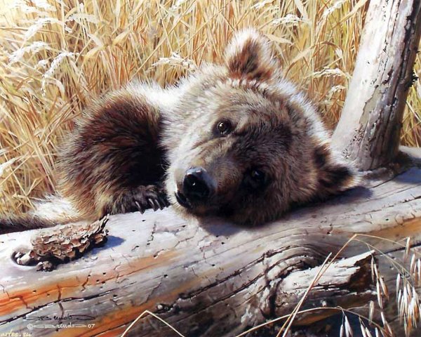 Карл Брендерс (Carl Brenders) — художник-анималист