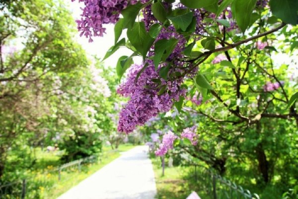 Растения сирень липа