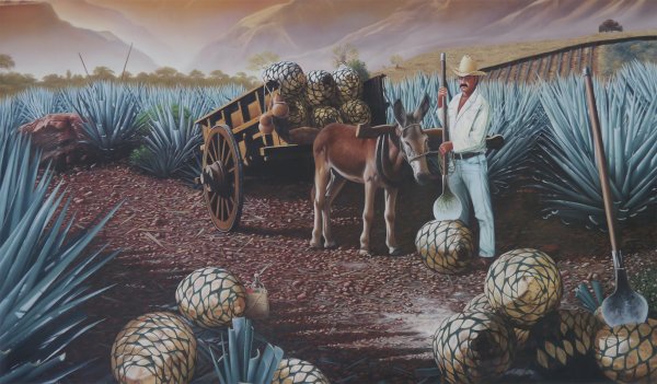 Текила живопись