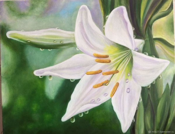 Белые лилии живопись
