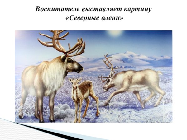 Северные олени по Ушаковой