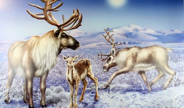 Северные олени Ушакова