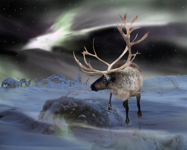 Северный олень