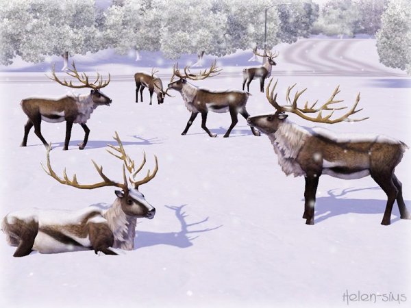 Северный олень старшая группа