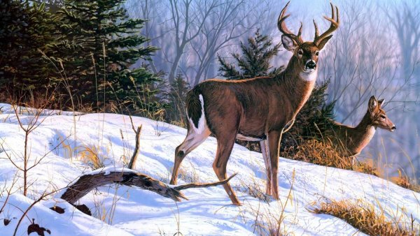 Олень зимой