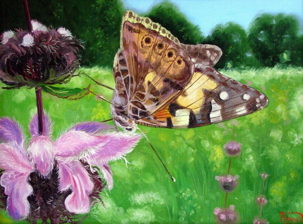 Картина бабочки