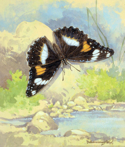 Поленов бабочки