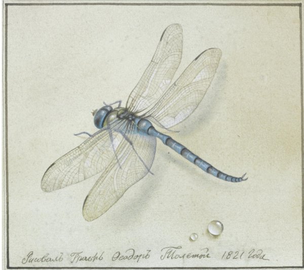 Федор толстой картины