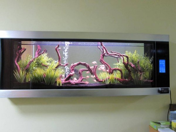 Аквариум картина